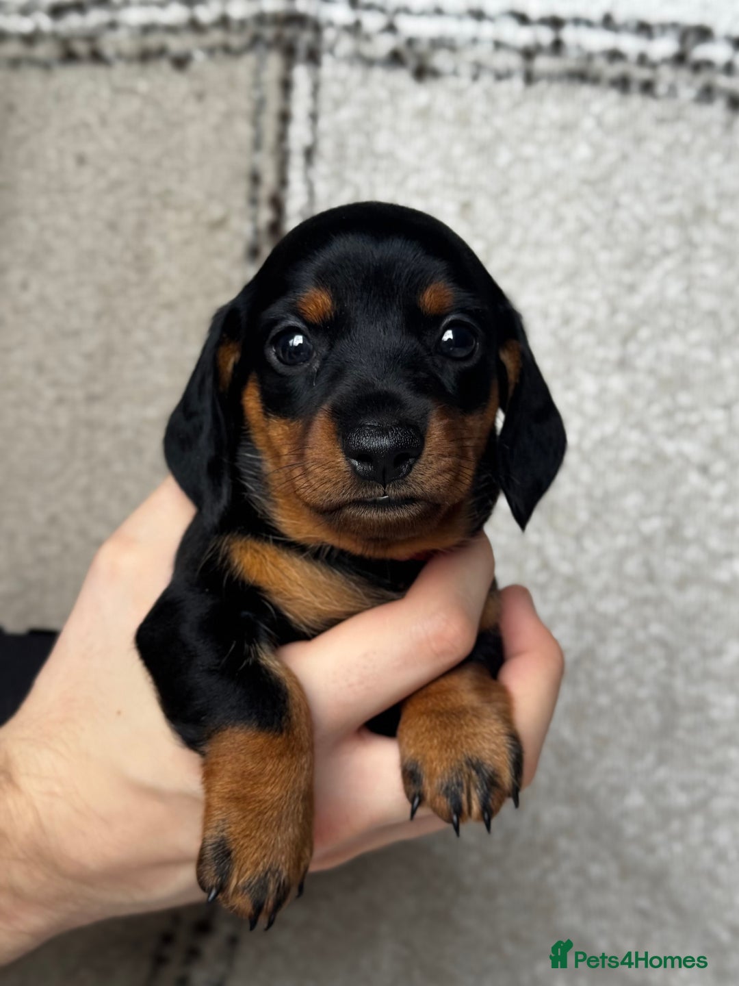 Miniature Dachshund dogs for sale: 🐶🖤STUNNING KC MINIATURE DACHSHUND PUPPIES🖤🐶 - Image 8