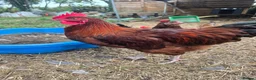 Hens poultry for sale: 4 Rousters need rehoming - Advert 9