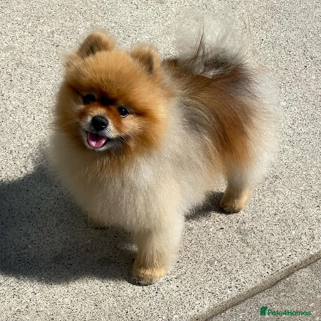 Pomeranian dogs for sale: Adorable Pomeranian Male  - Advert 1
