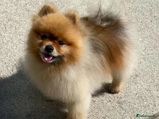 Pomeranian dogs Adorable Pomeranian Male - Advert 1