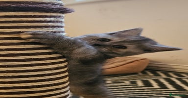 British Shorthair cats - Advert 11