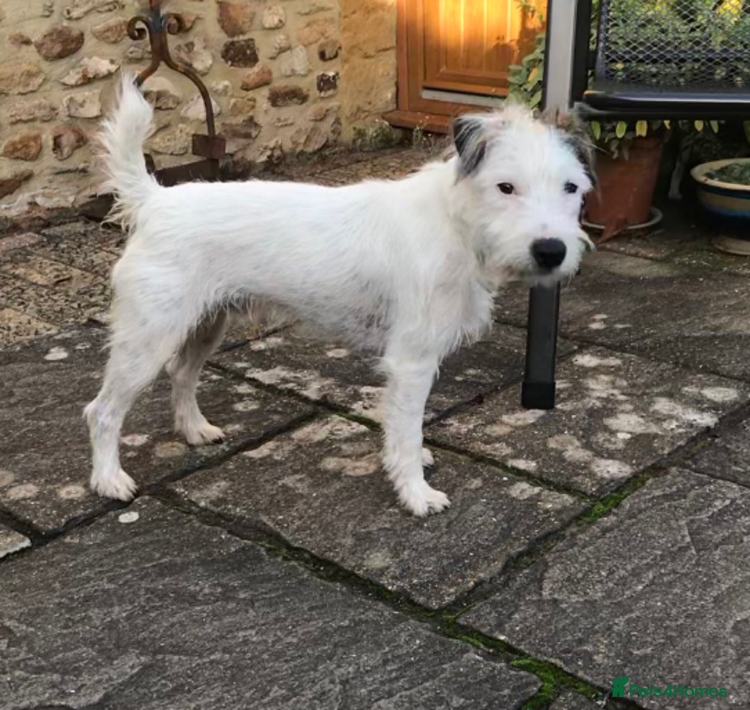 Parson Russell dogs for stud: KC reg parson Russell for stud - Advert 3