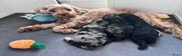 Cockapoo dogs for sale: STUNNING TOY COCKAPOOS  in Withernsea - Advert 4