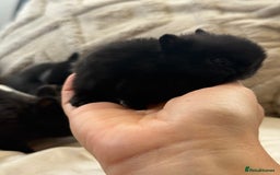 Netherland Dwarf rabbits for sale: 6 Adorable Netherland Dwarf Bunnies  - Image 13