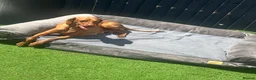 Hungarian Vizsla dogs for sale: Stunning Hungarian vizsla puppies x9 - Advert 25