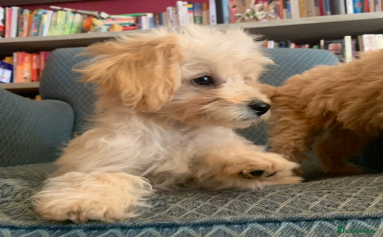 Pomapoo dogs - Advert 1