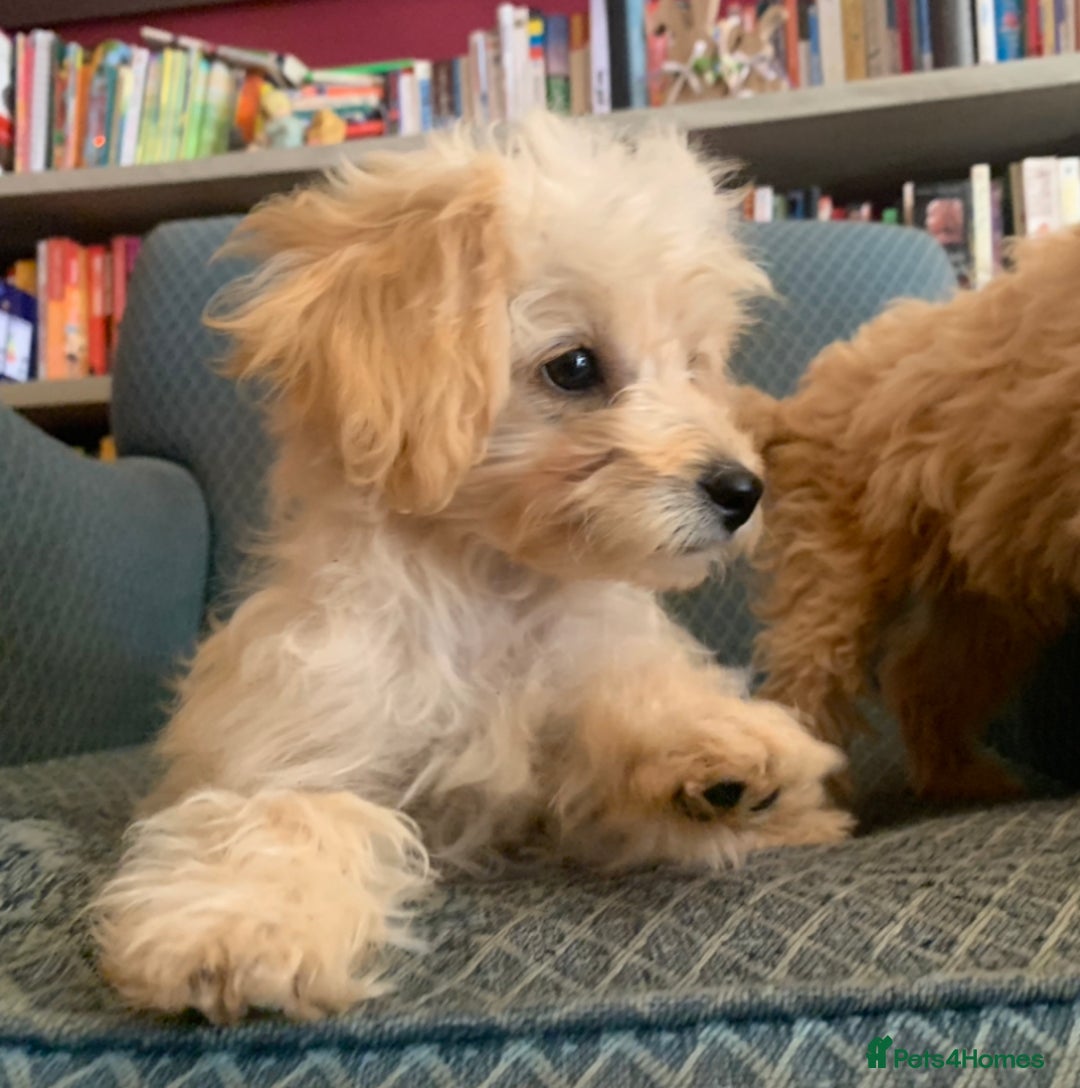 Pomapoo dogs for sale:  beautiful Pomapoo puppies - Image 1