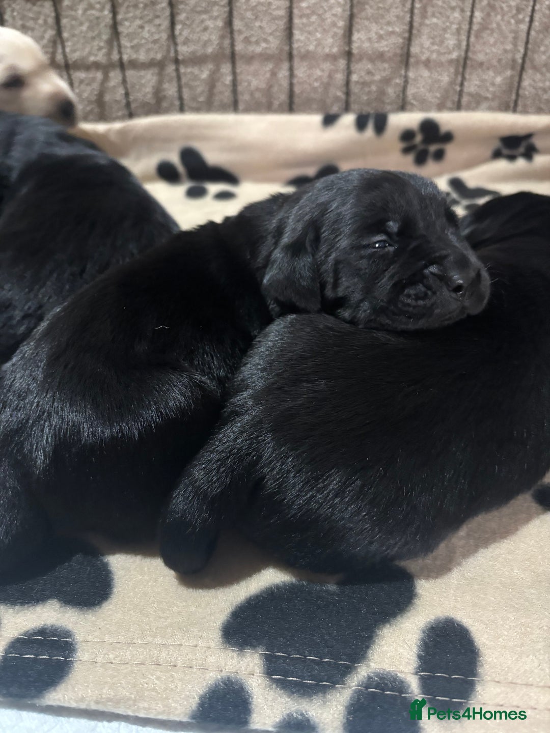 Goldador dogs for sale: Beautiful chunky goldador puppies  - Image 1