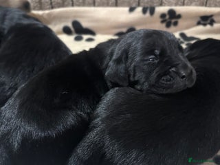 Goldador dogs - Advert 8