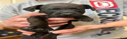 Patterdale Terrier dogs for sale: Patterdale Puppies in Colne - Advert 10