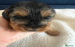 Cockapoo dogs for sale: Cockerpoo Male  - Image 1