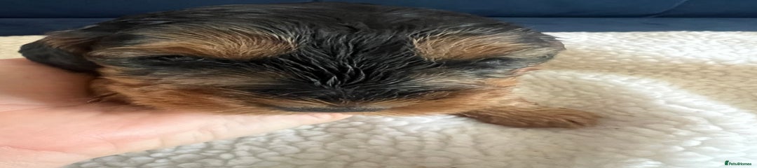 Cockapoo Puppy 1