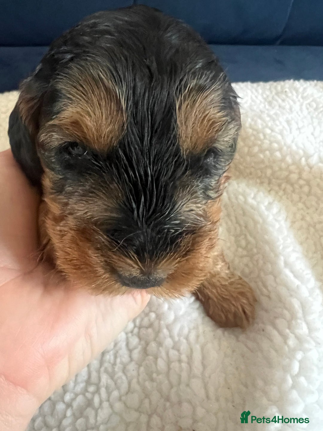 Cockapoo dogs for sale: Cockerpoo Male  - Image 1