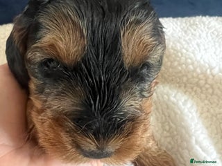 Cockapoo dogs - Advert 15