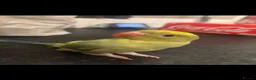 Ringnecks birds for sale: beautiful irn looking for a new home  - Advert 2
