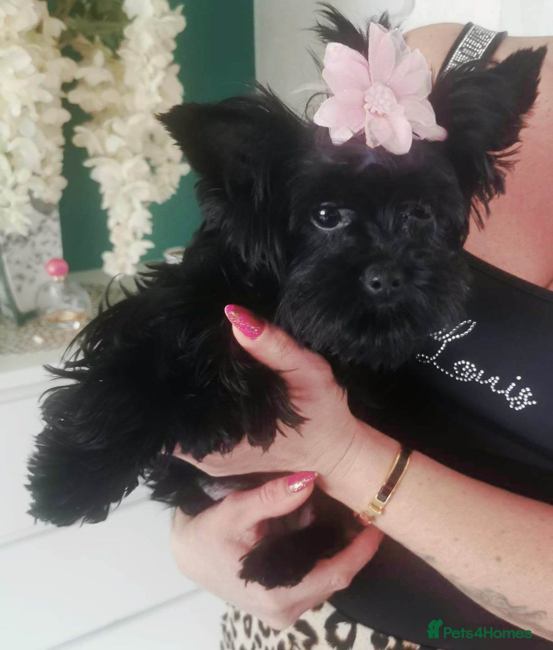 Yorkshire Terrier dogs for sale: 2 Little girl's, Yorkshire Terrier. - Advert 8