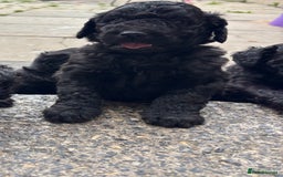 Goldendoodle dogs for sale: Golden doodles  - Image 12