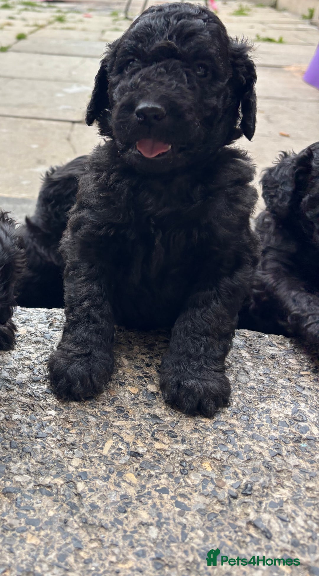 Goldendoodle dogs for sale: Golden doodles  - Image 12