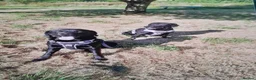 Labrador Retriever dogs for stud: KC Registered, fully health tested Labrador Stud - Advert 6