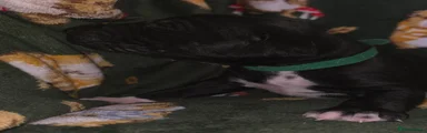 Dark Green Collar