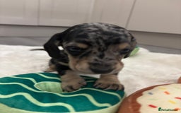 Miniature Dachshund dogs for sale: Miniature dachshund  - Advert 14