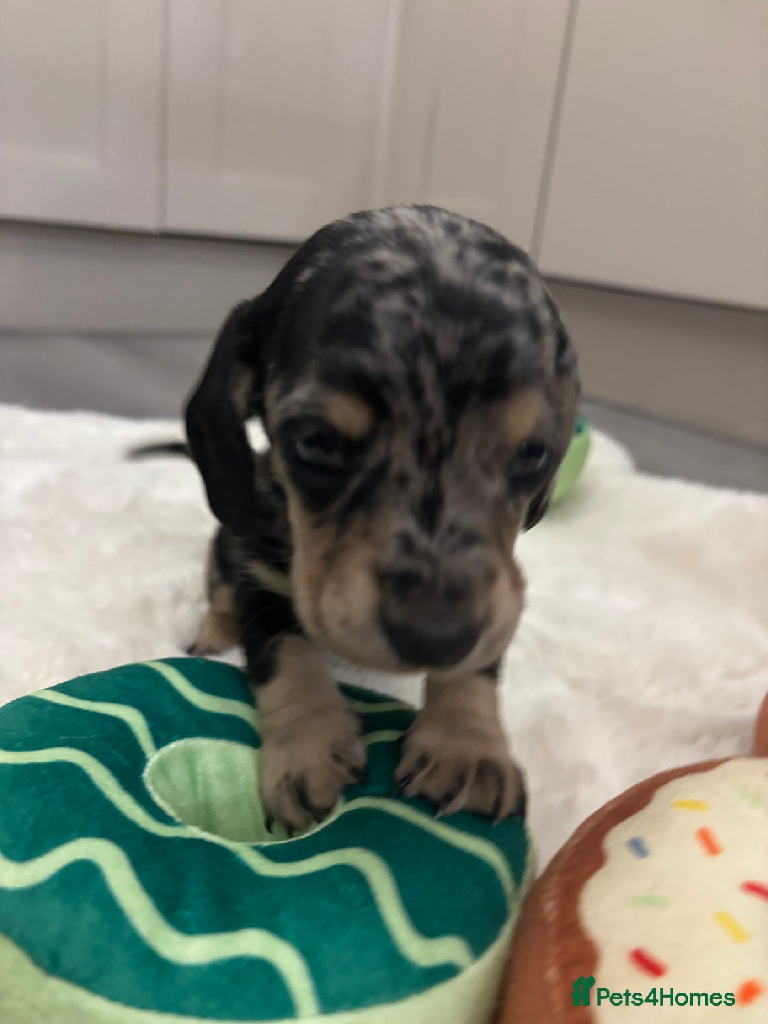 Miniature Dachshund dogs for sale: Miniature dachshund  - Advert 14