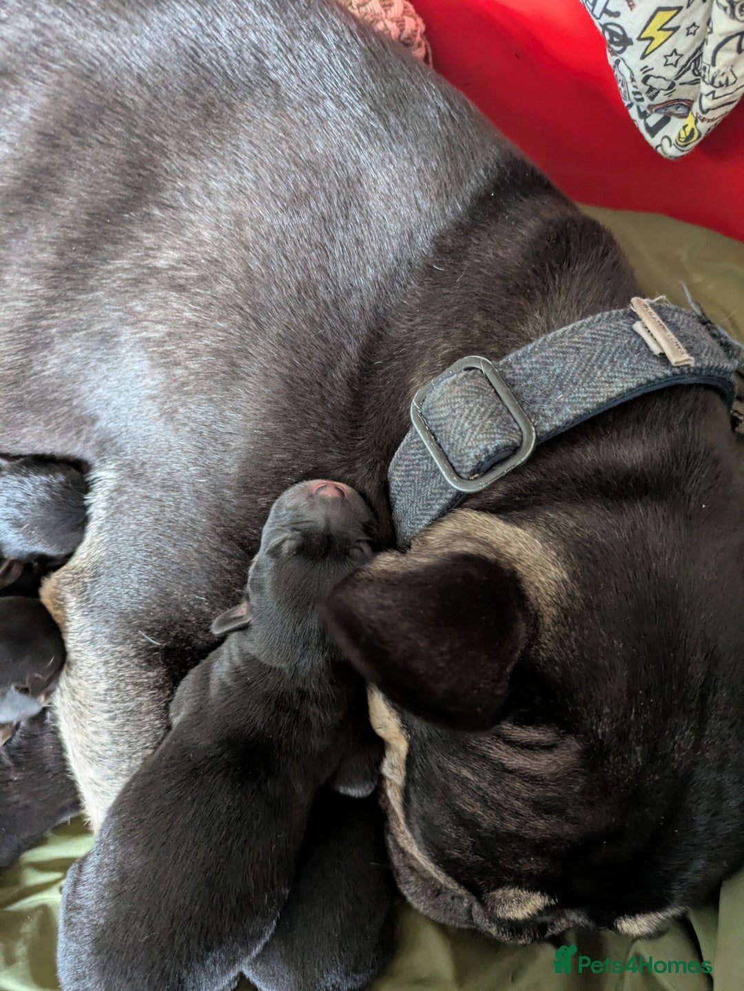 Mixed Breed dogs for sale: Beautiful French Bulldog x Border Collie Puppies - Image 9