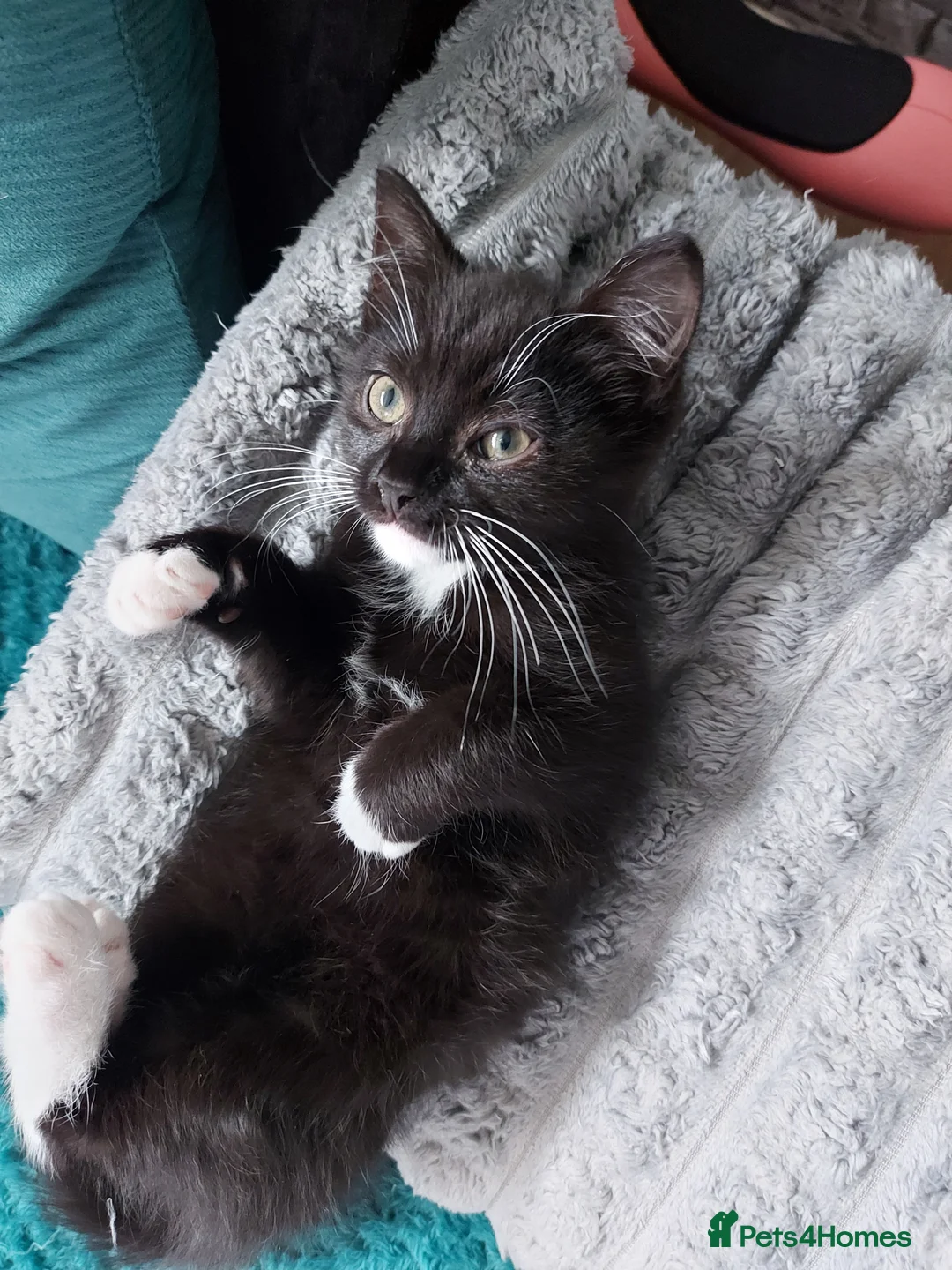 Mixed Breed cats for sale: 9 weeks old Cute kitten🐈‍⬛😍 - Advert 2