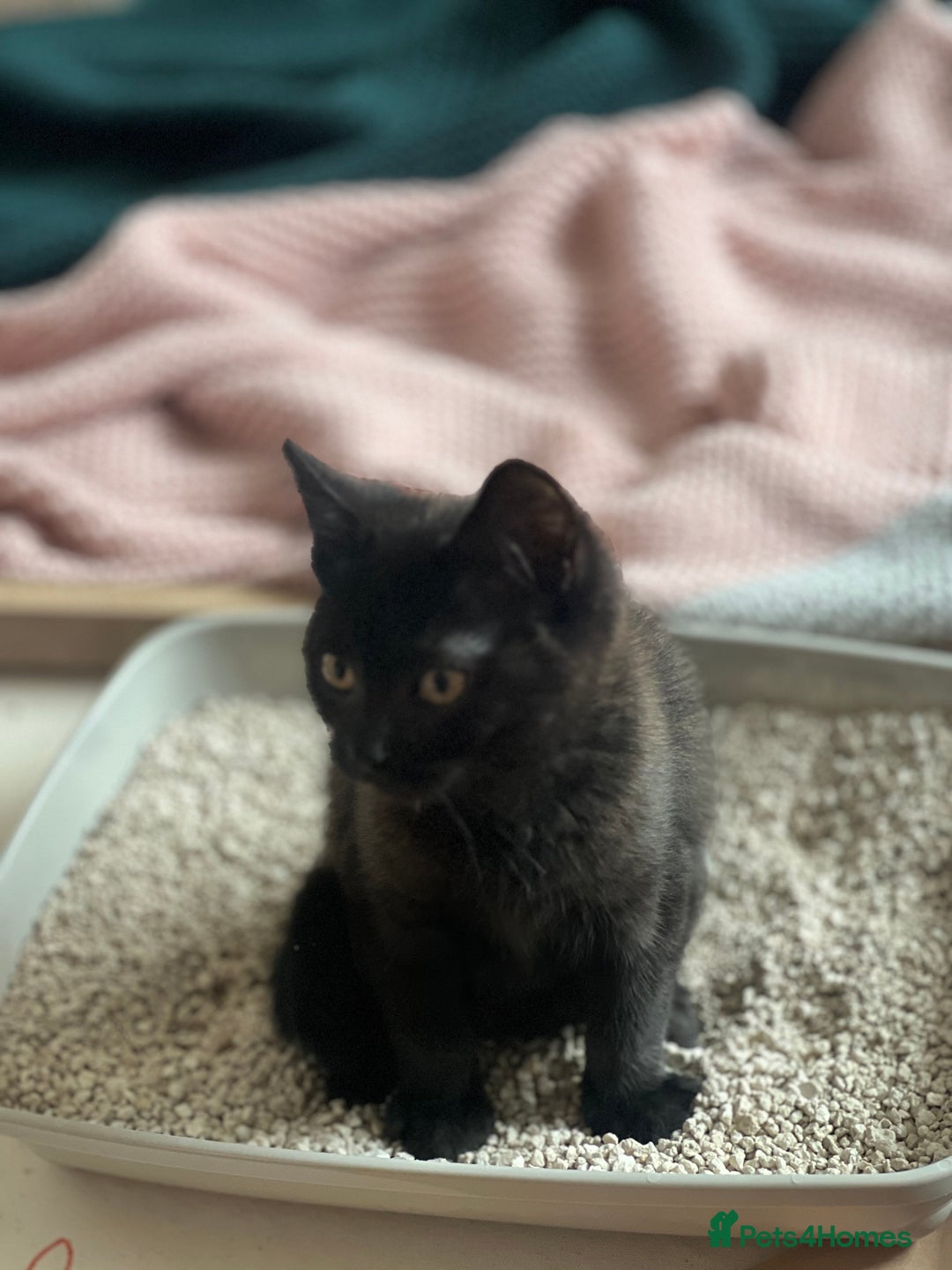 Bombay cats for sale: Black kitten 2 months  - Image 3