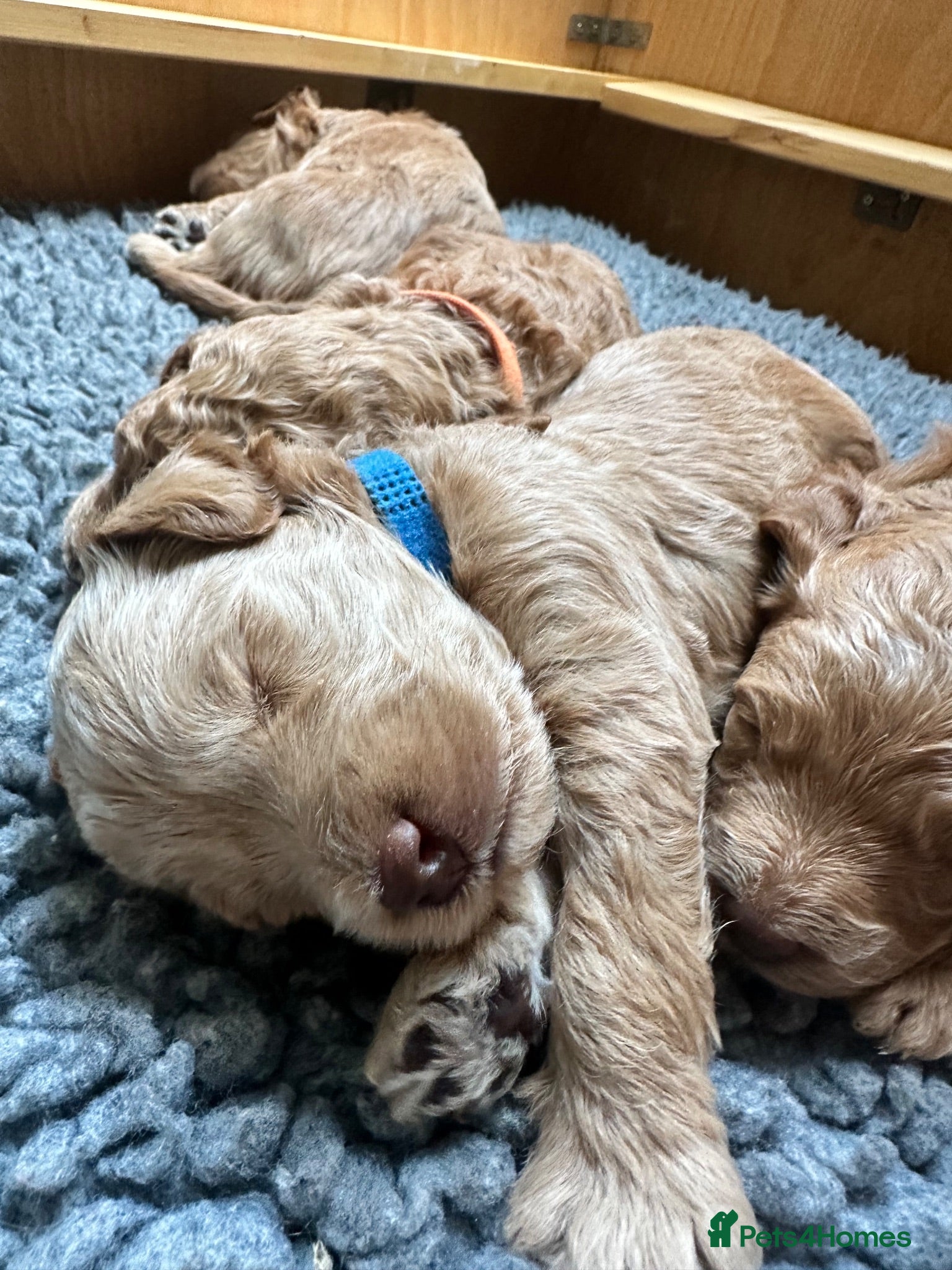 Mini Goldendoodle dogs High quality miniature Goldendoodles - Advert 1