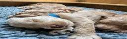 Mini Goldendoodle dogs for sale: High quality miniature Goldendoodles - Advert 1