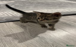Domestic Shorthair cats for sale: 4 Domestic Shorthair Kittens - Image 4