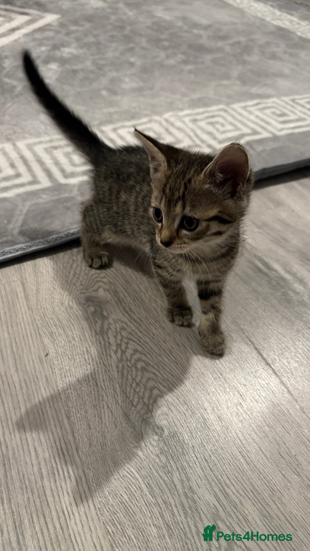 Domestic Shorthair cats for sale: 4 Domestic Shorthair Kittens - Image 4