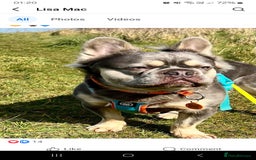French Bulldog dogs for sale: Fluffy French bulldogs - Image 21