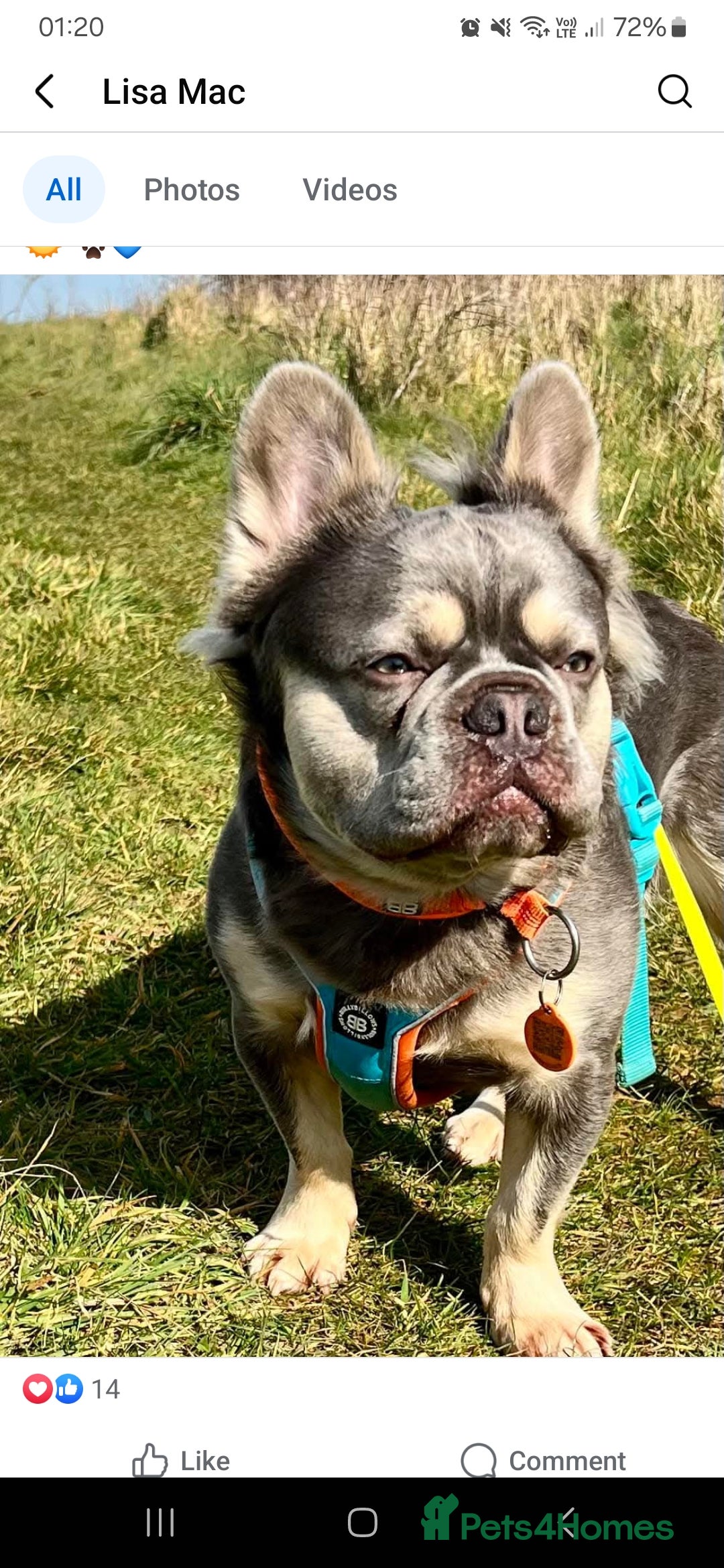 French Bulldog dogs for sale: Fluffy French bulldogs - Image 21