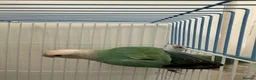 Lovebirds birds for sale: Male lovebird in Leigh - Advert 2