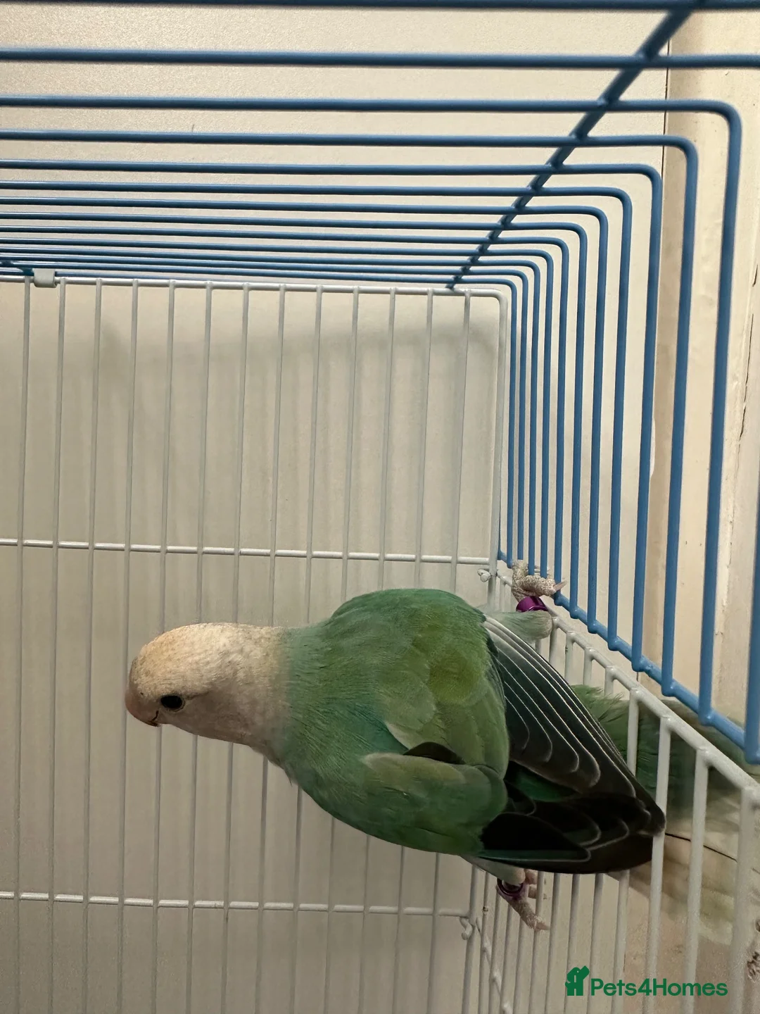Lovebirds birds for sale: Male lovebird in Leigh - Advert 2