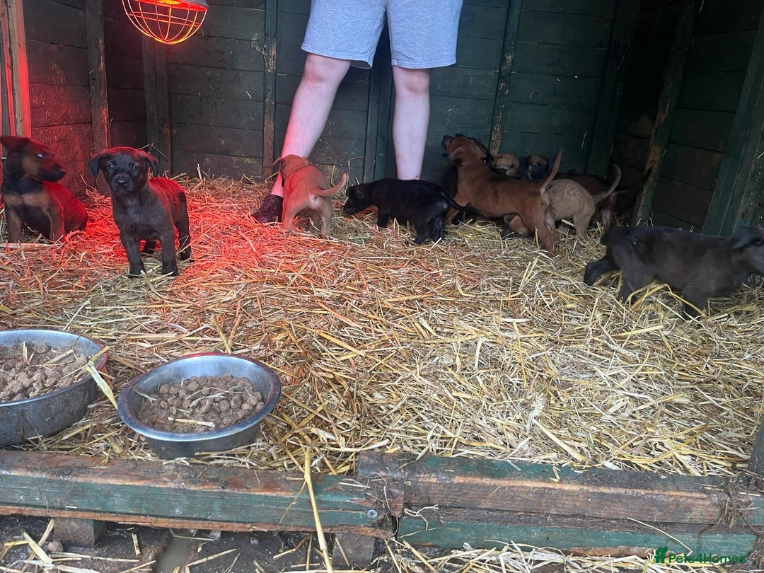 Belgian Shepherd Dog dogs for sale: Litter  - Image 7