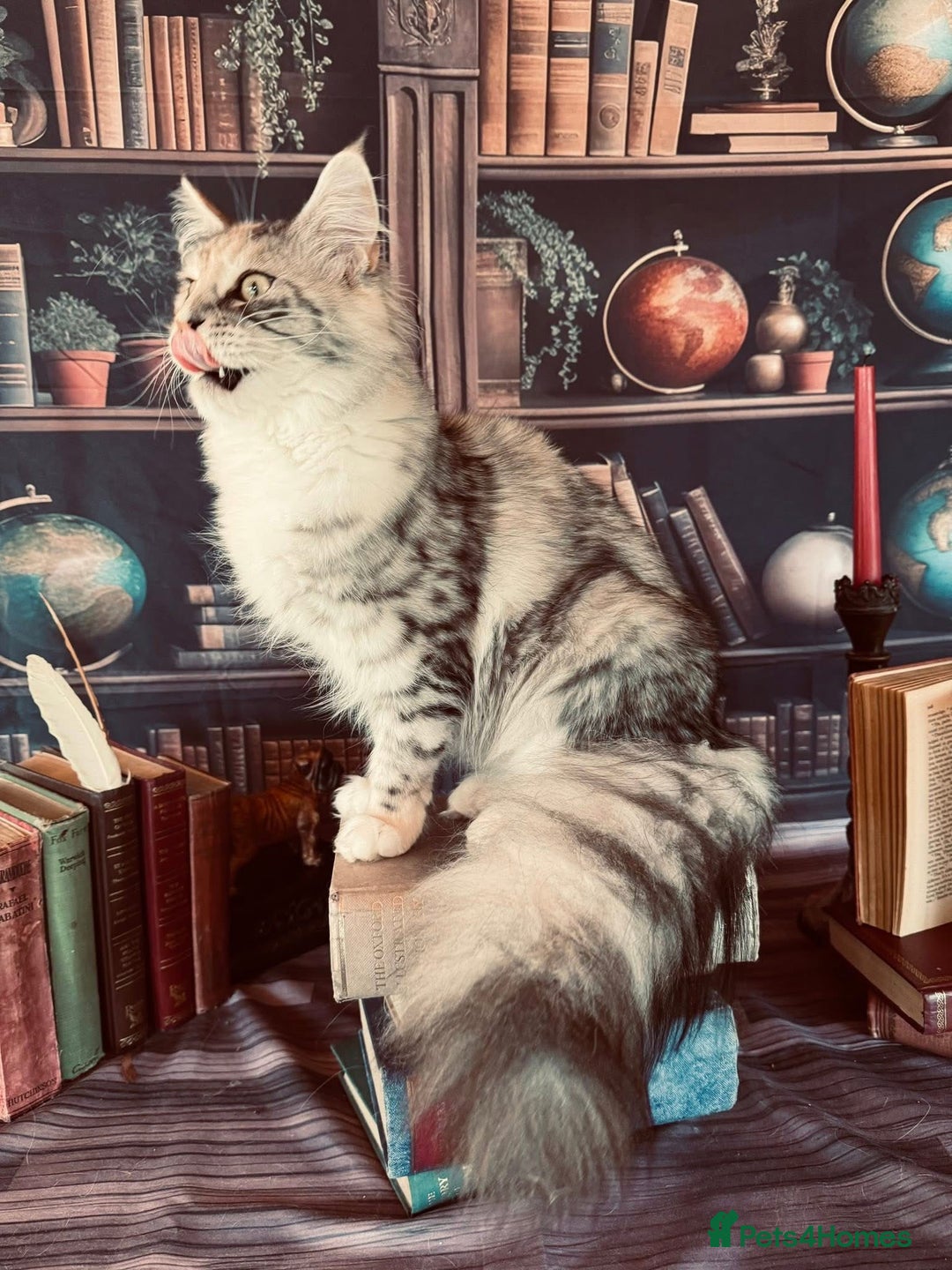 Maine Coon cats for sale: ANDERPRIDE HAVE KITTENS- INTEREST  OPEN  - Image 9