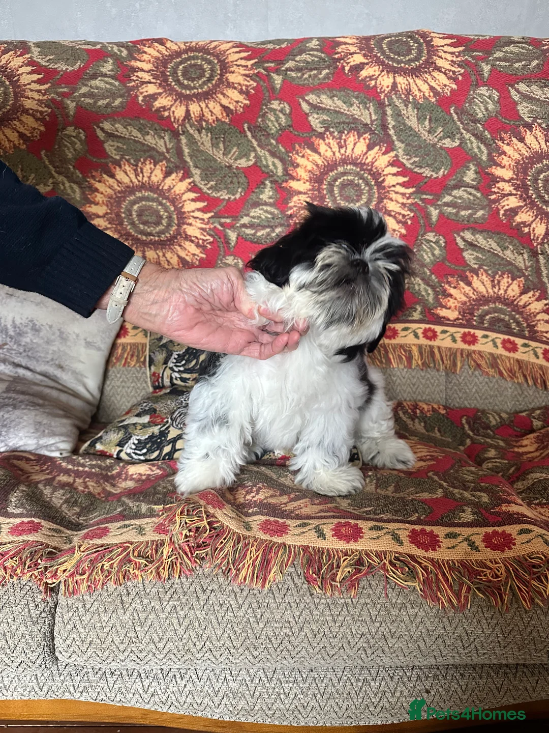 Shih Tzu dogs for sale: 1 male black & white Shih Tzu, 12 weeks - Advert 10