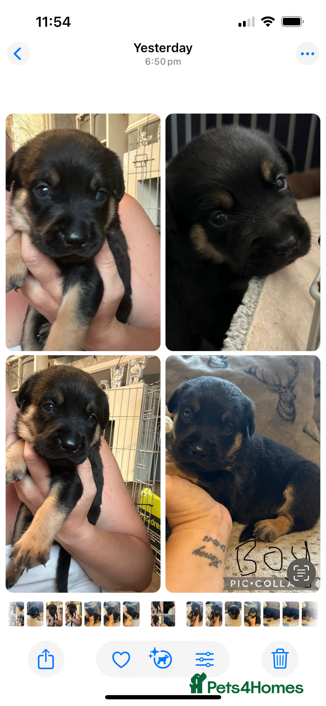 Rottweiler dogs for sale: Beautiful Rottweiler Puppy’s For Sale  - Image 4