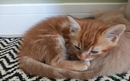 Mixed Breed cats for sale: Beautiful fluffy ginger boy and tabby girl   - Image 7