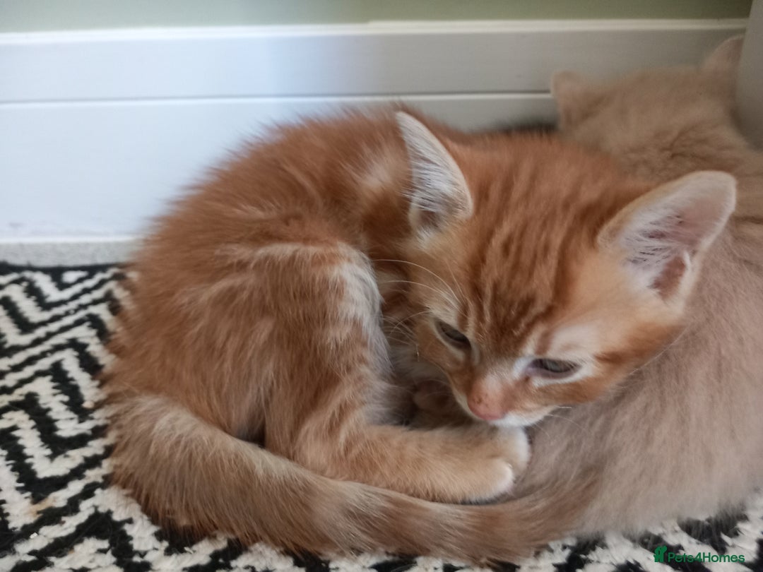 Mixed Breed cats for sale: Beautiful fluffy ginger boy and tabby girl   - Image 7