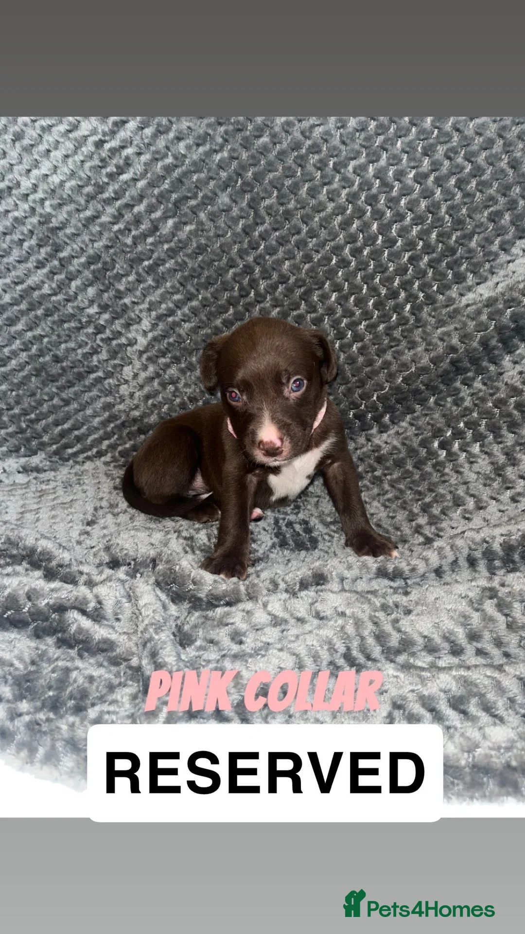 Mixed Breed dogs for sale: 2 Lurcher x Staffy pups left - READY TO LEAVE! - Advert 13