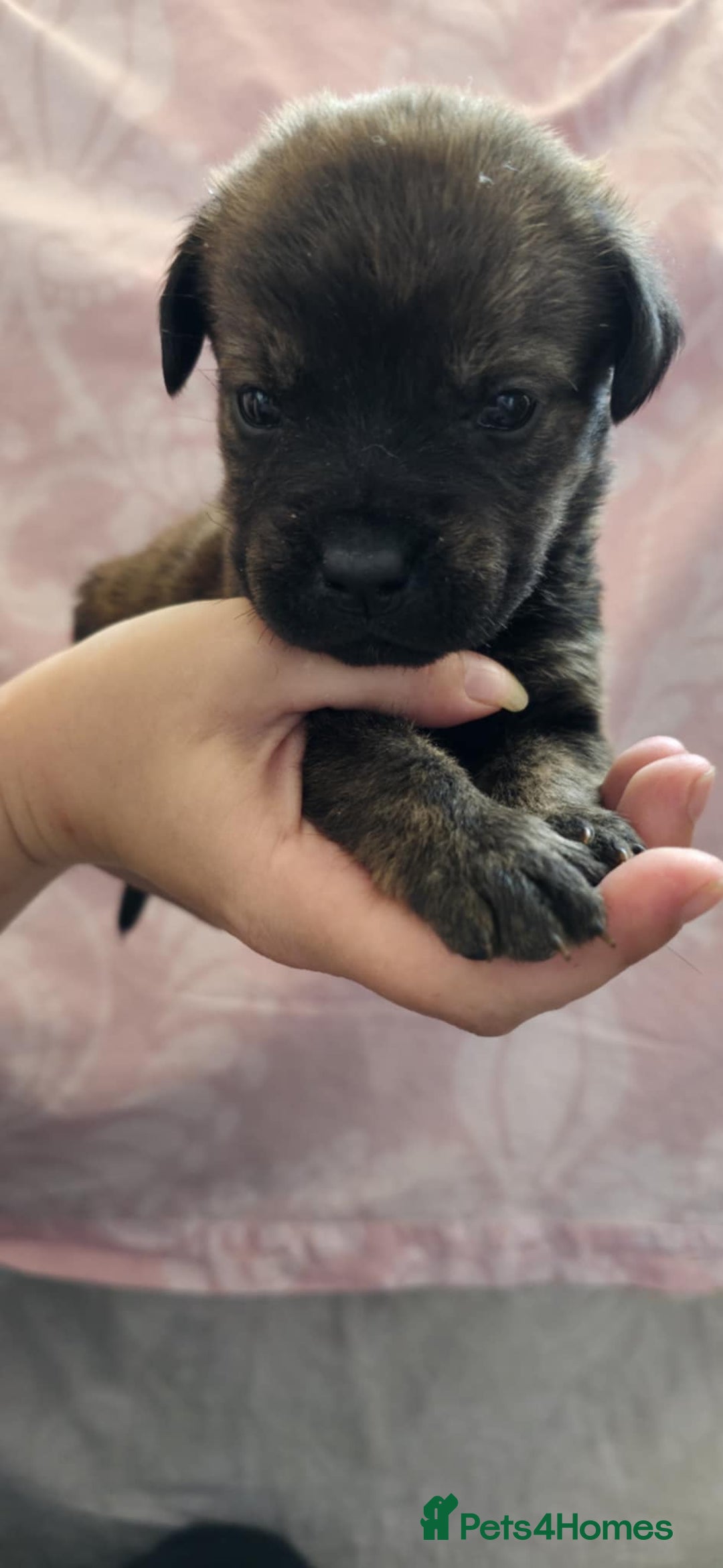 Mixed Breed dogs for sale: Mastiff x Rottweiler  - Image 5