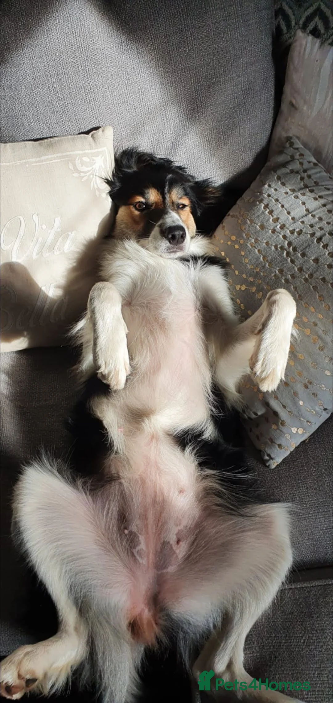 Border Collie dogs for sale: Border Collie - Advert 14