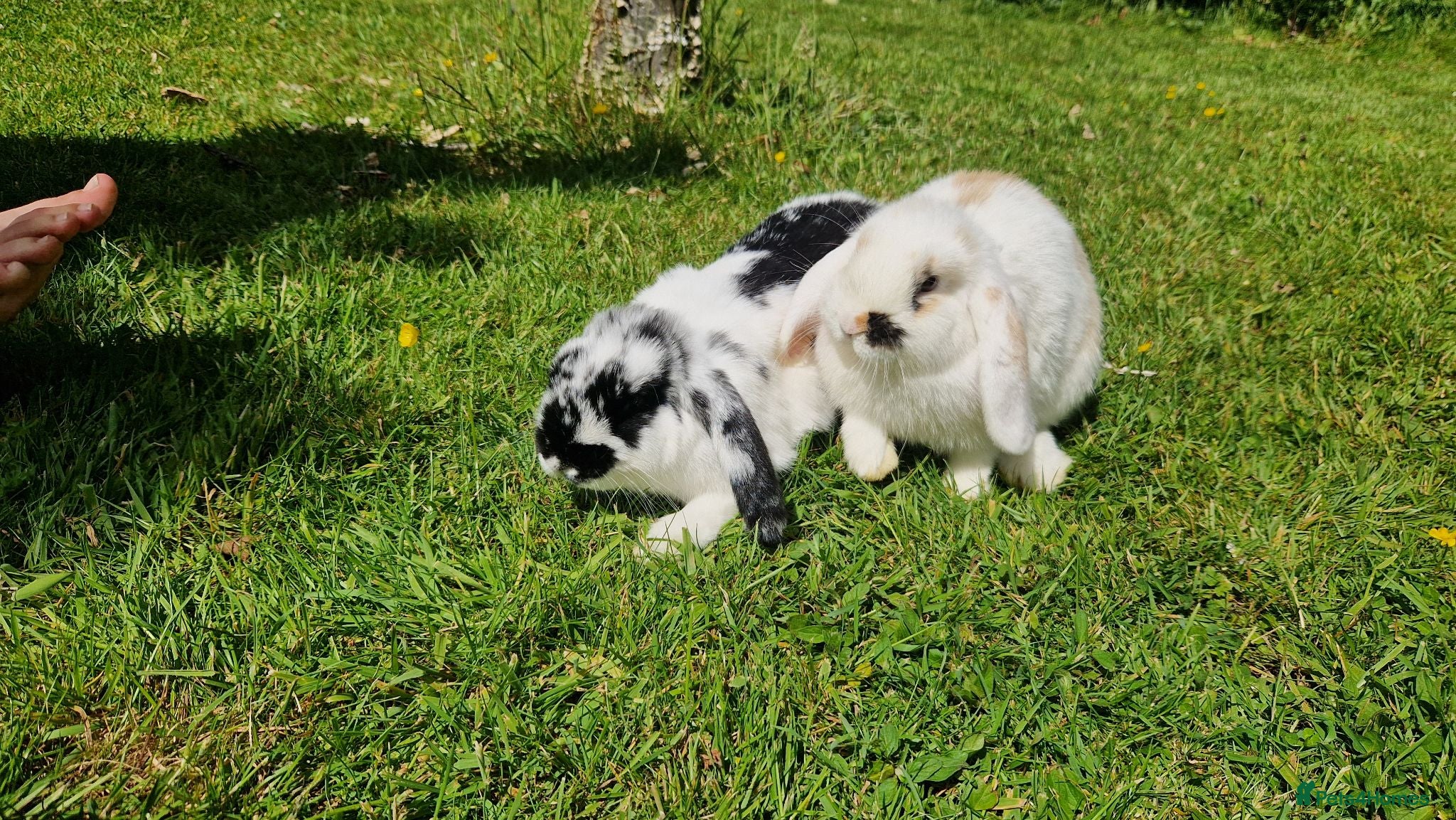 Mini Lop rabbits Mini lop baby rabbits - Advert 16