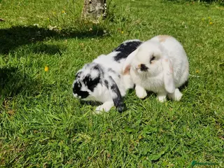 Mini Lop rabbits Mini lop baby rabbits - Advert 16
