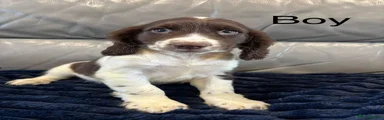 Cocker Spaniel 2