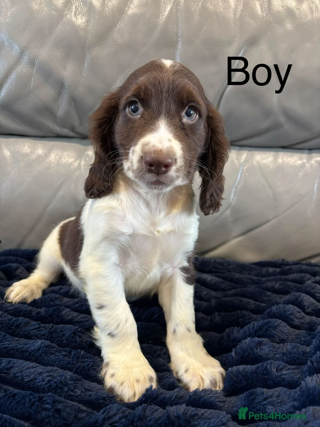Cocker Spaniel dogs for sale: Cocker spaniel puppies ready now  - Advert 12